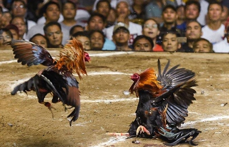 SKY88(dagaou.com) hiện là nền tảng phát trực tiếp Thomo đấu gà tốt nhất.